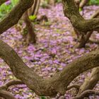 Rhododendron-Blüte V