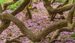 Rhododendron-Blüte V