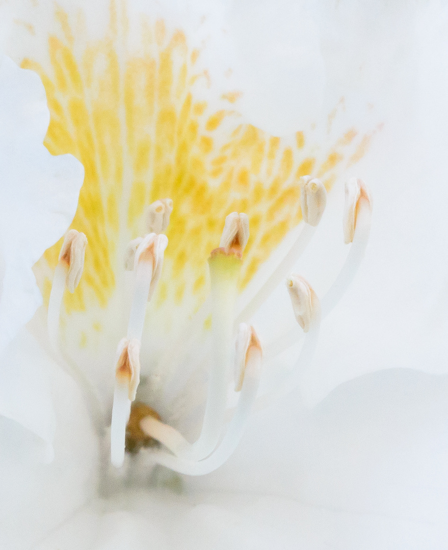 Rhododendron Blüte - weiss