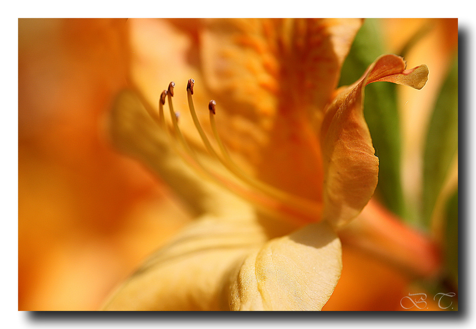 Rhododendron-Blüte2