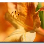 Rhododendron-Blüte2