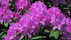 Rhododendron Blüten