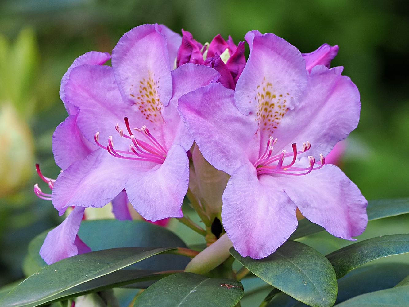 Rhododendron-Blüten...