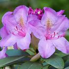 Rhododendron-Blüten...