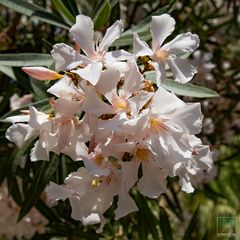 Rhododendron-Blüten