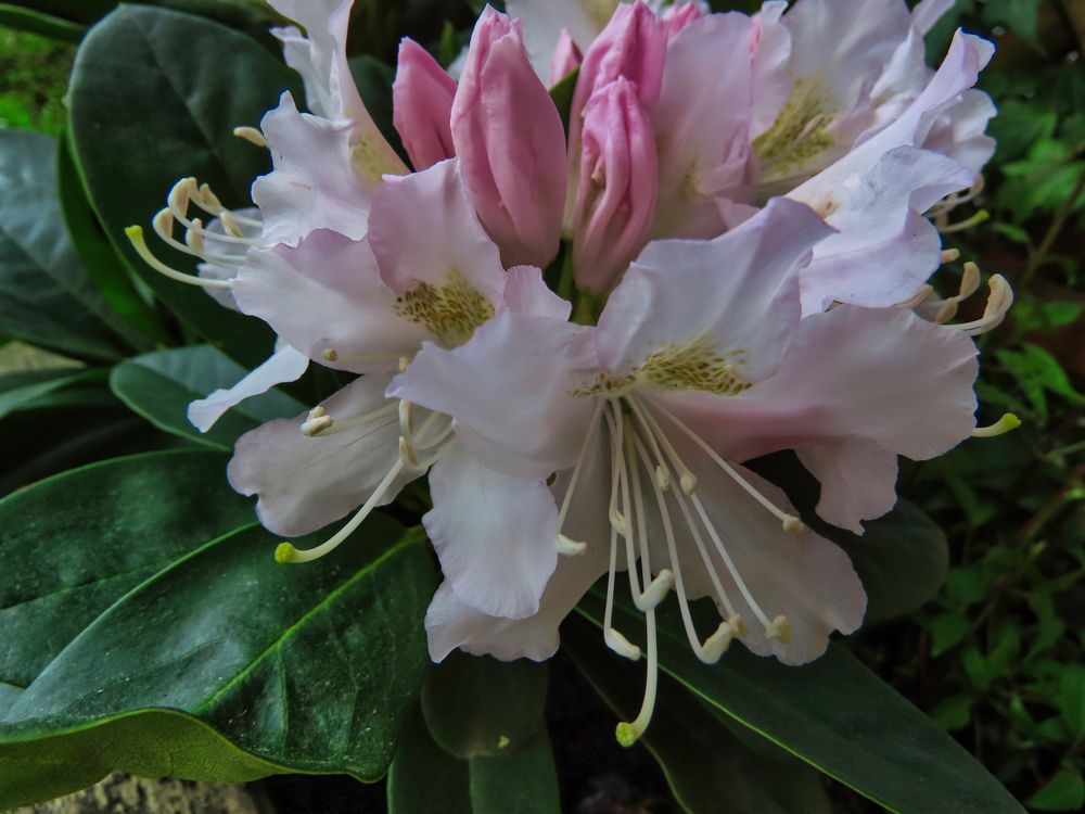 RhododendronBlüten Foto & Bild jahreszeiten, frühling, normalbilder
