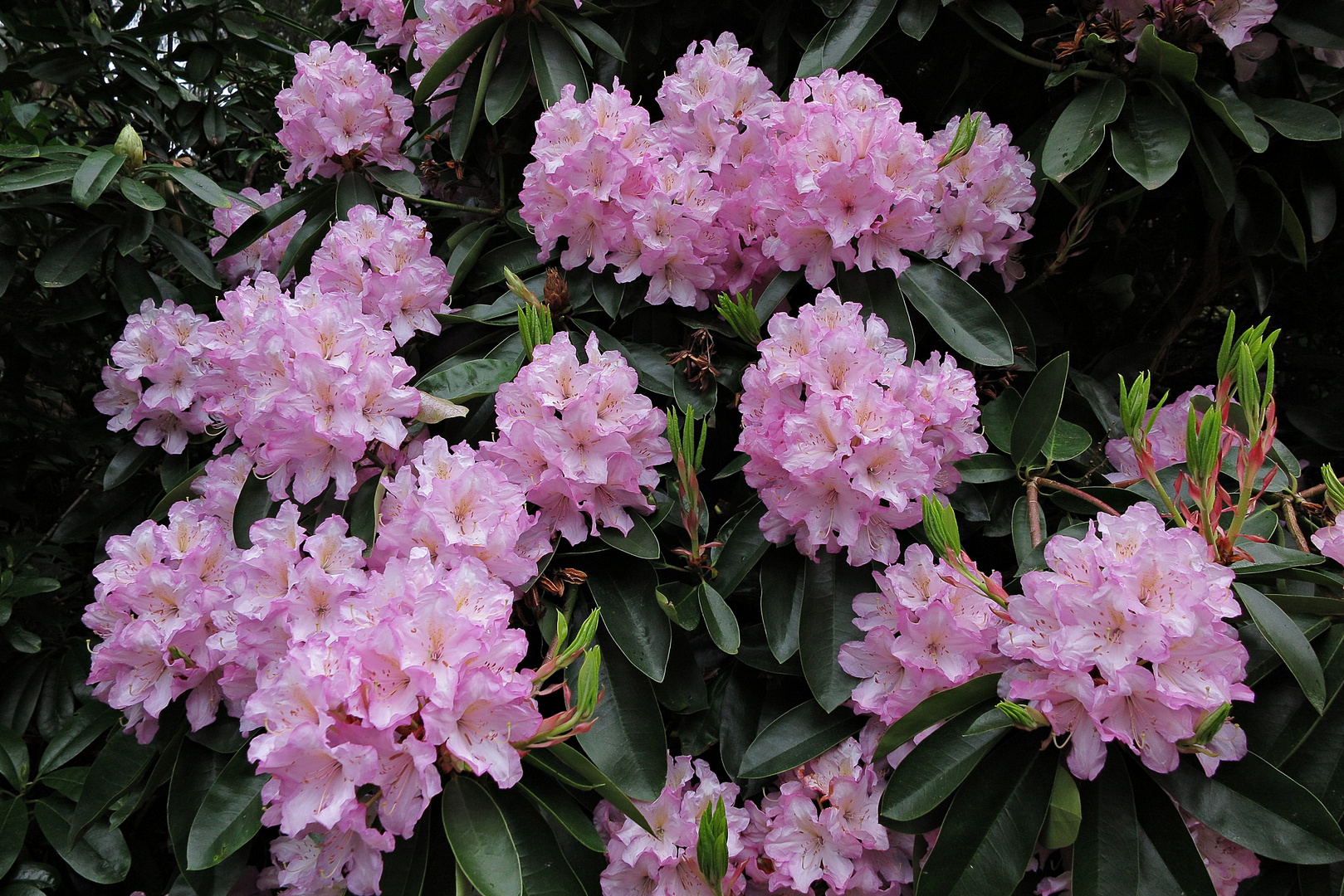 Rhododendron-Blüten