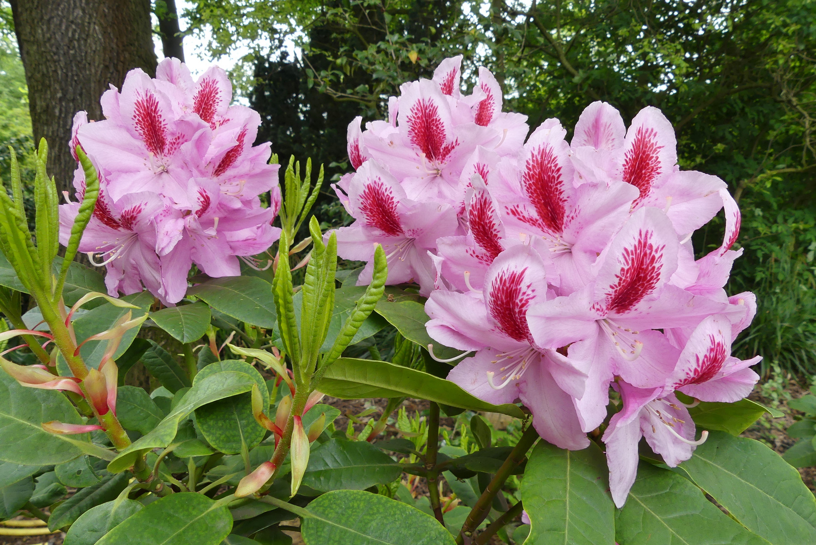 Rhododendron-Blüten