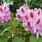 Rhododendron-Blüten