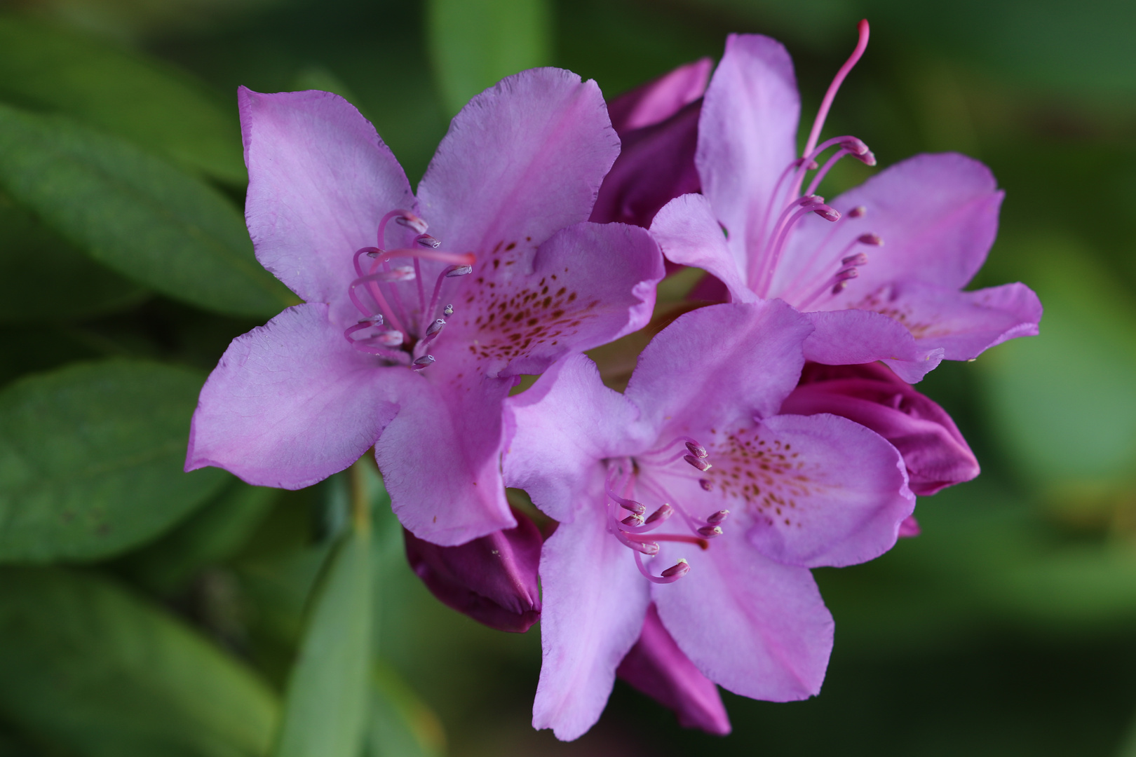 Rhododendron-Blüten 