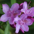 Rhododendron-Blüten 
