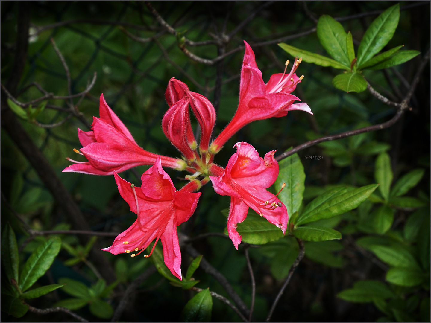 Rhododendron Blüten