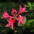 Rhododendron Blüten