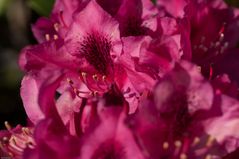 Rhododendron Blüten