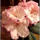 Rhododendron-Blüten