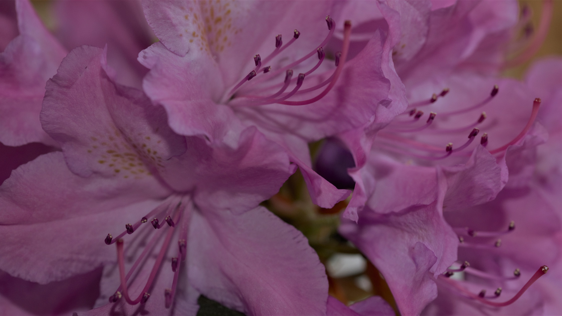 Rhododendron-Blüten