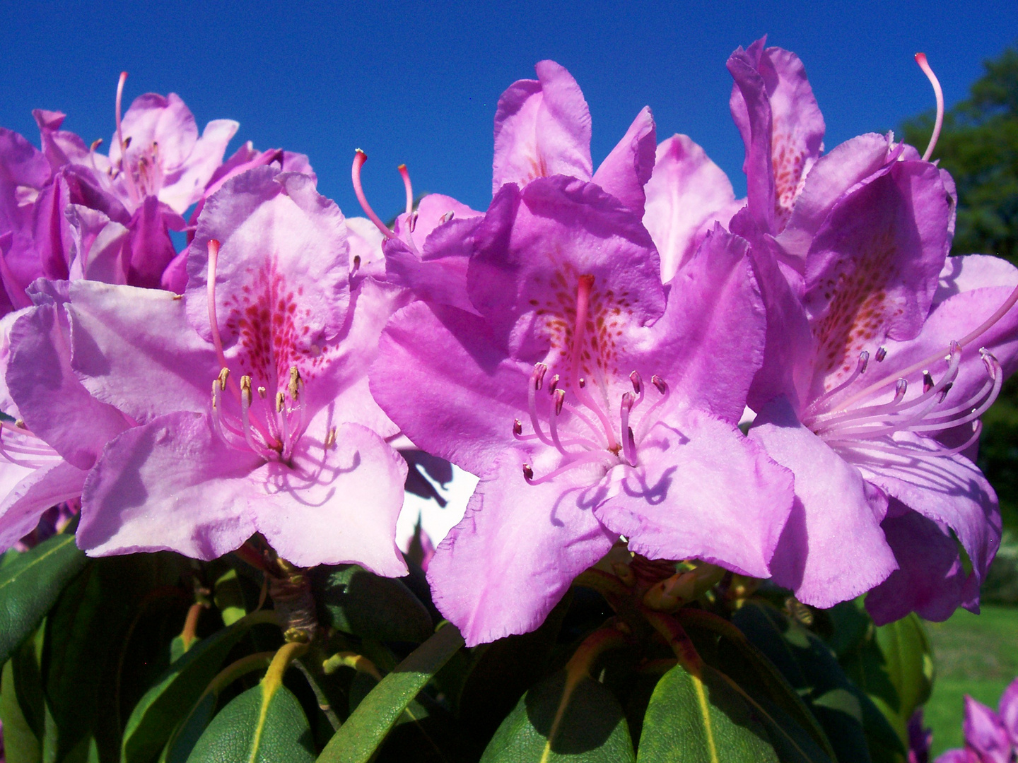 Rhododendron Blüten