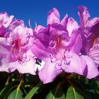 Rhododendron Blüten