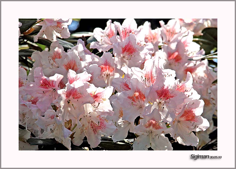 Rhododendron- Blüten