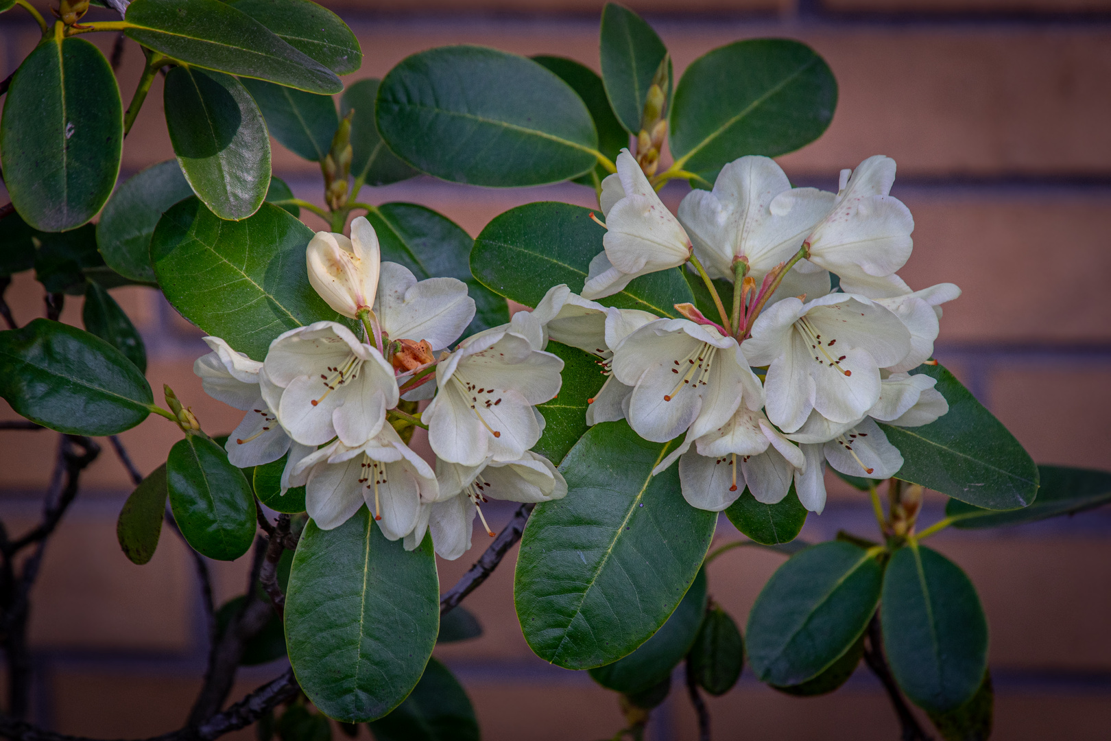 Rhododendron-Blüten I