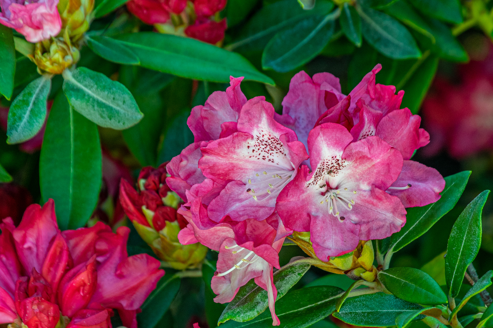 Rhododendron-Blüten II