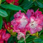 Rhododendron-Blüten II