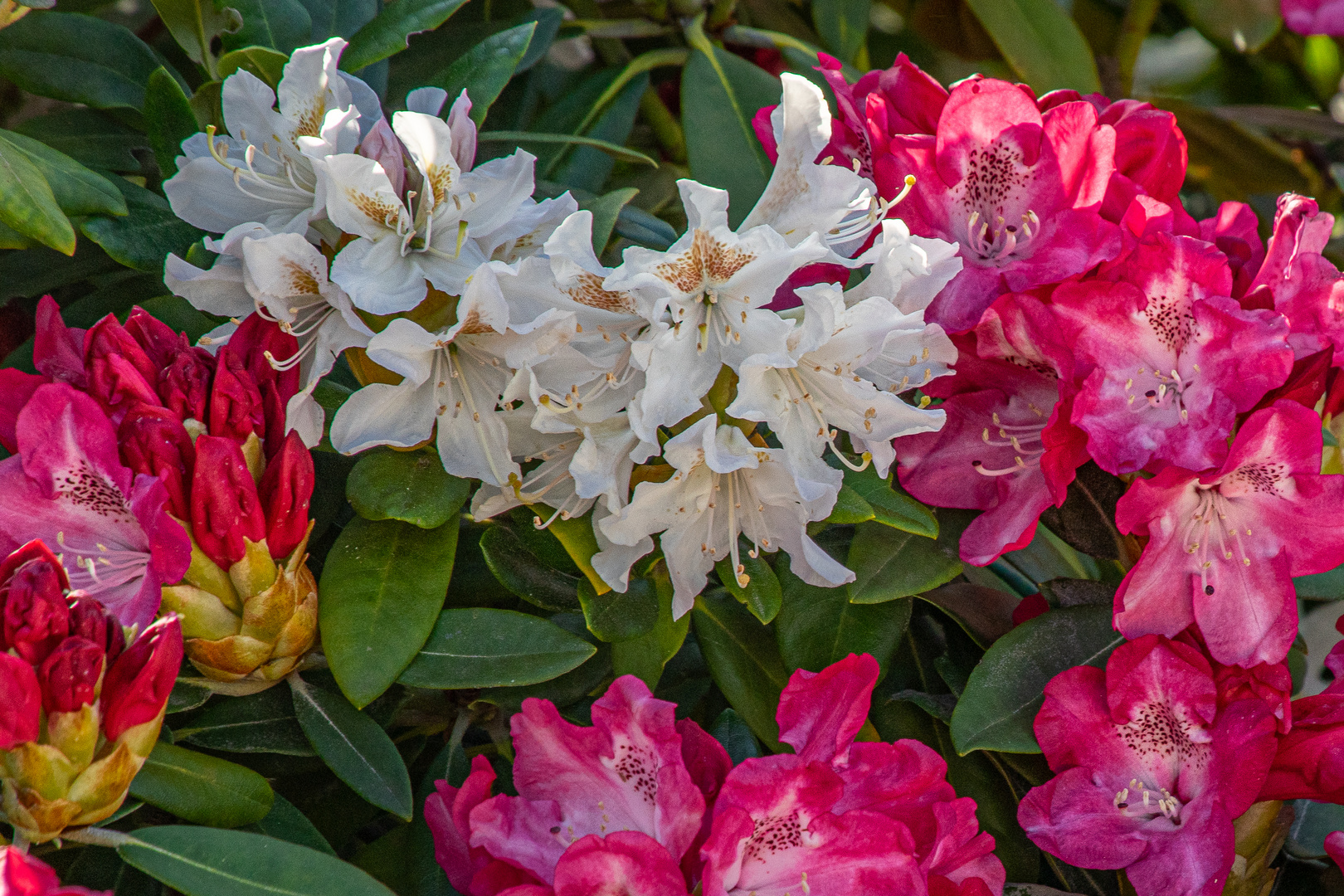 Rhododendron-Blüten III