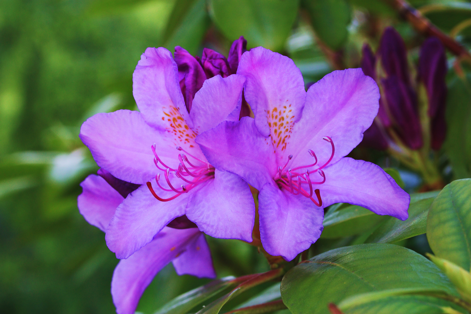 Rhododendron-Blüten im Mai