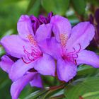 Rhododendron-Blüten im Mai