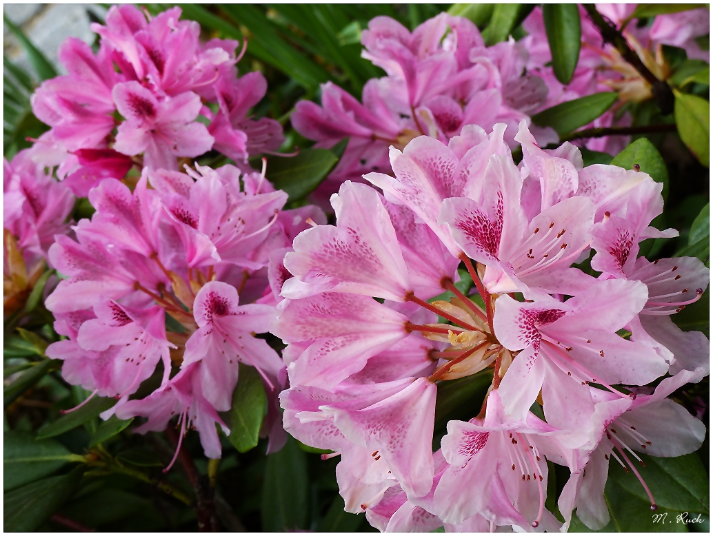 Rhododendron Blüten sind aufgegangen ,