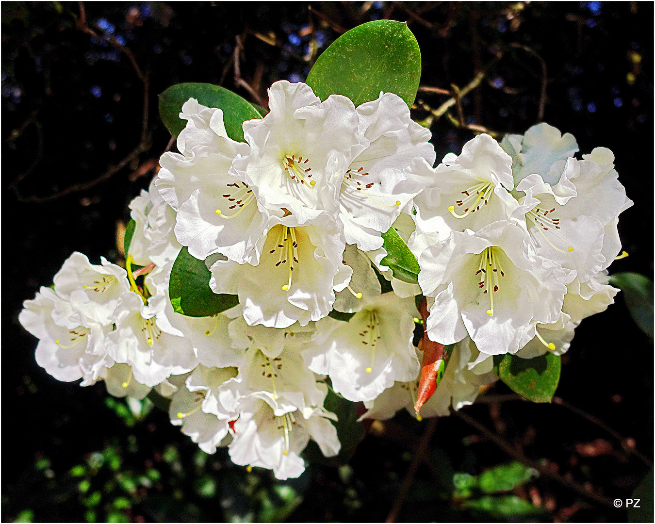 Rhododendron-Blütenbukett ...