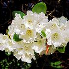 Rhododendron-Blütenbukett ...