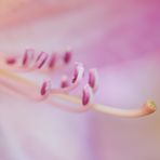 Rhododendron Blütenstempel