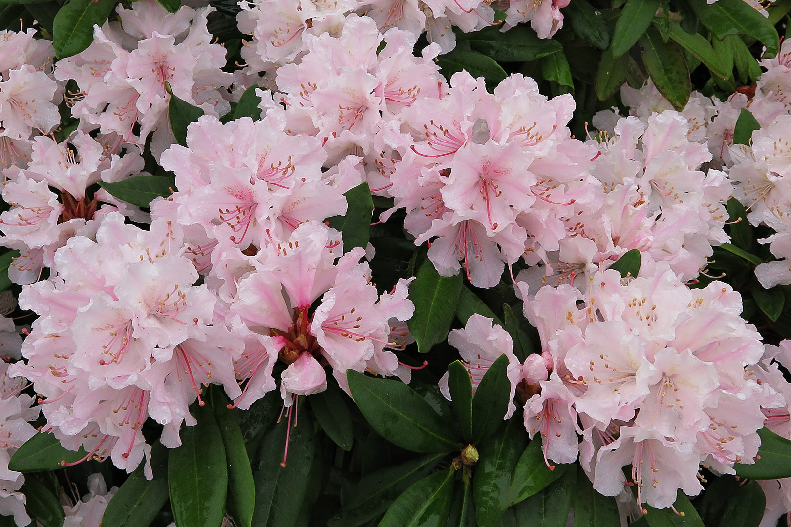 Rhododendron-Blütentraum