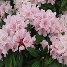 Rhododendron-Blütentraum