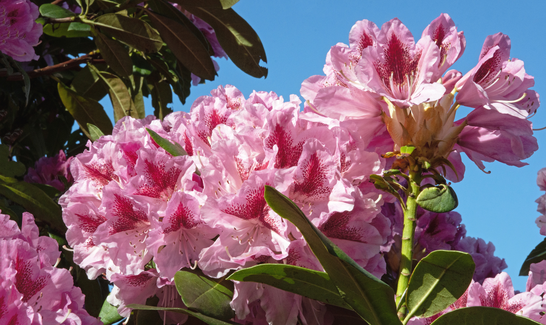 Rhododendron Botanischer Garten Eisenhut 