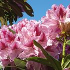 Rhododendron Botanischer Garten Eisenhut 