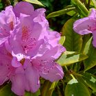 Rhododendron