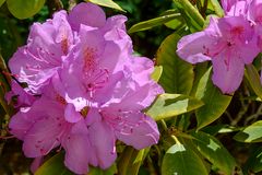 Rhododendron