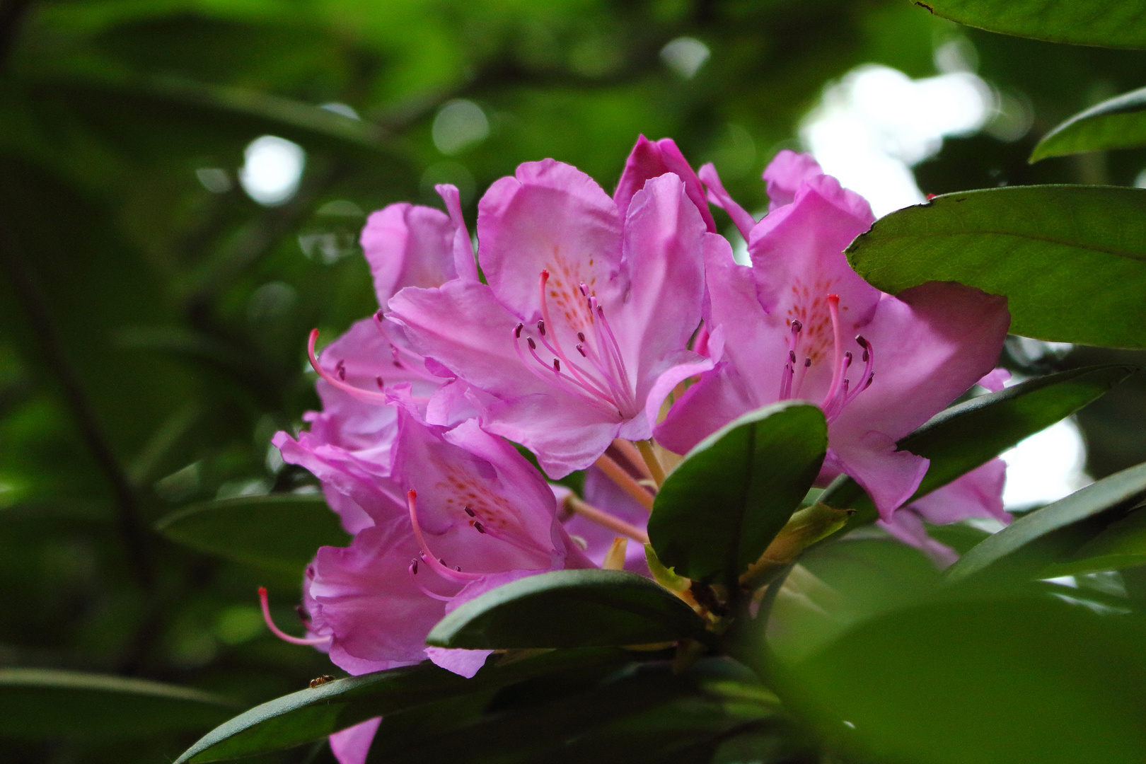 Rhododendron