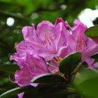 Rhododendron