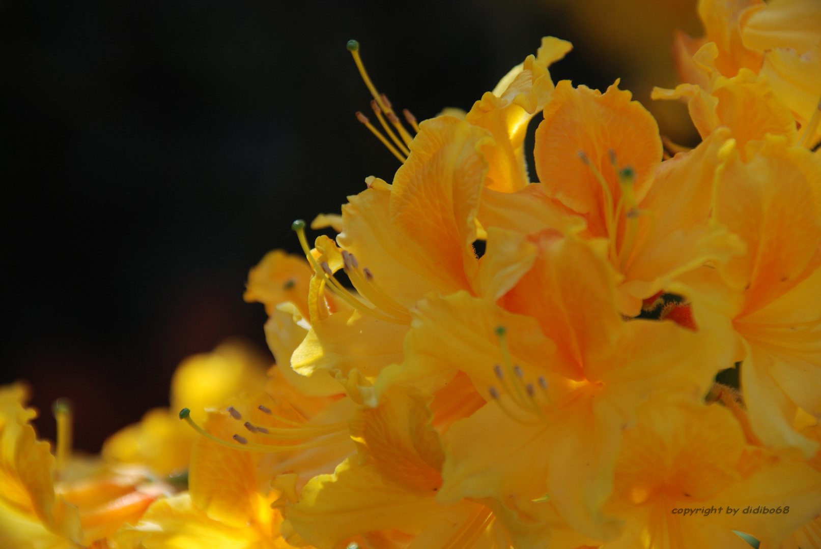 Rhododendron