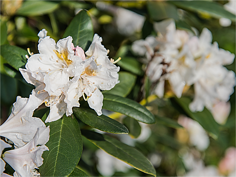 Rhododendron