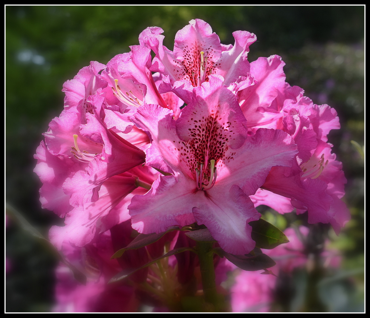 rhododendron