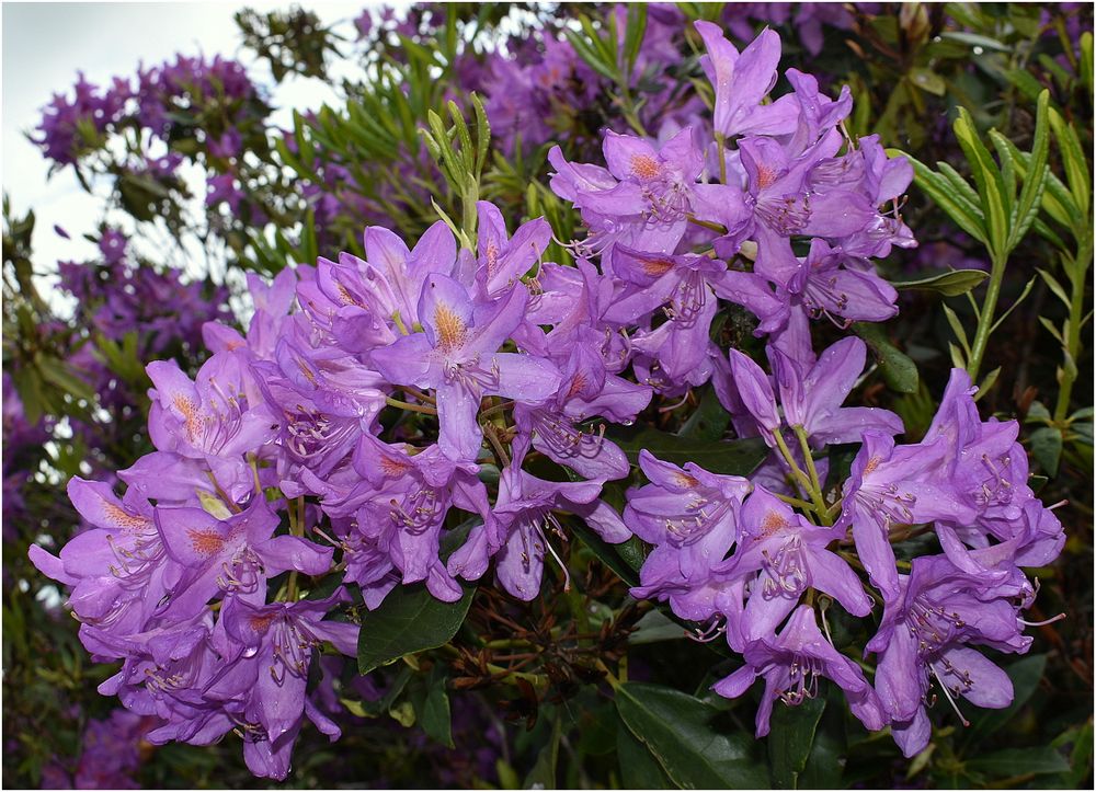 rhododendron