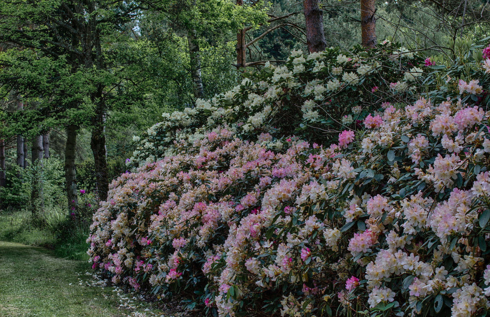 Rhododendron