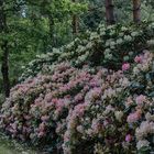 Rhododendron