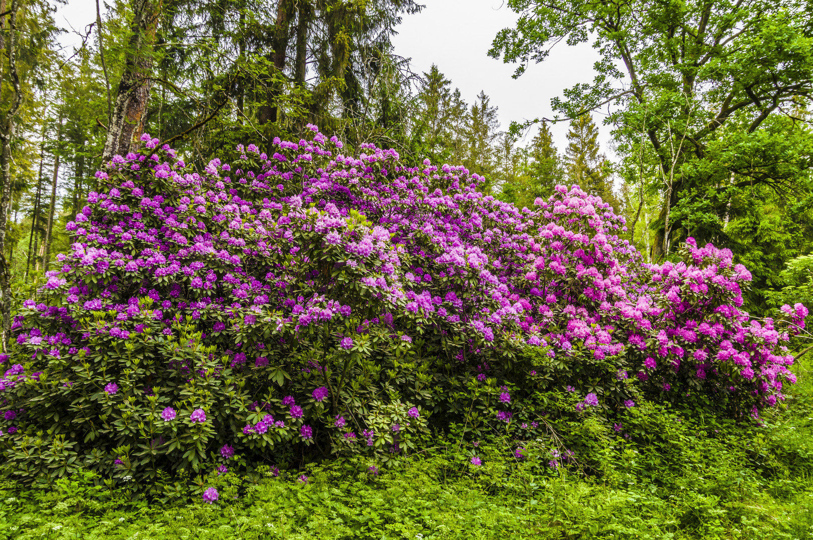 Rhododendron