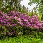 Rhododendron