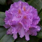 Rhododendron